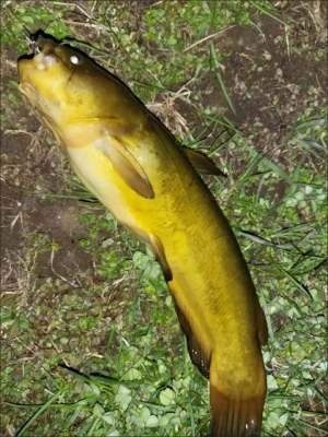 1000-7000 Series with Bait Folding Handle