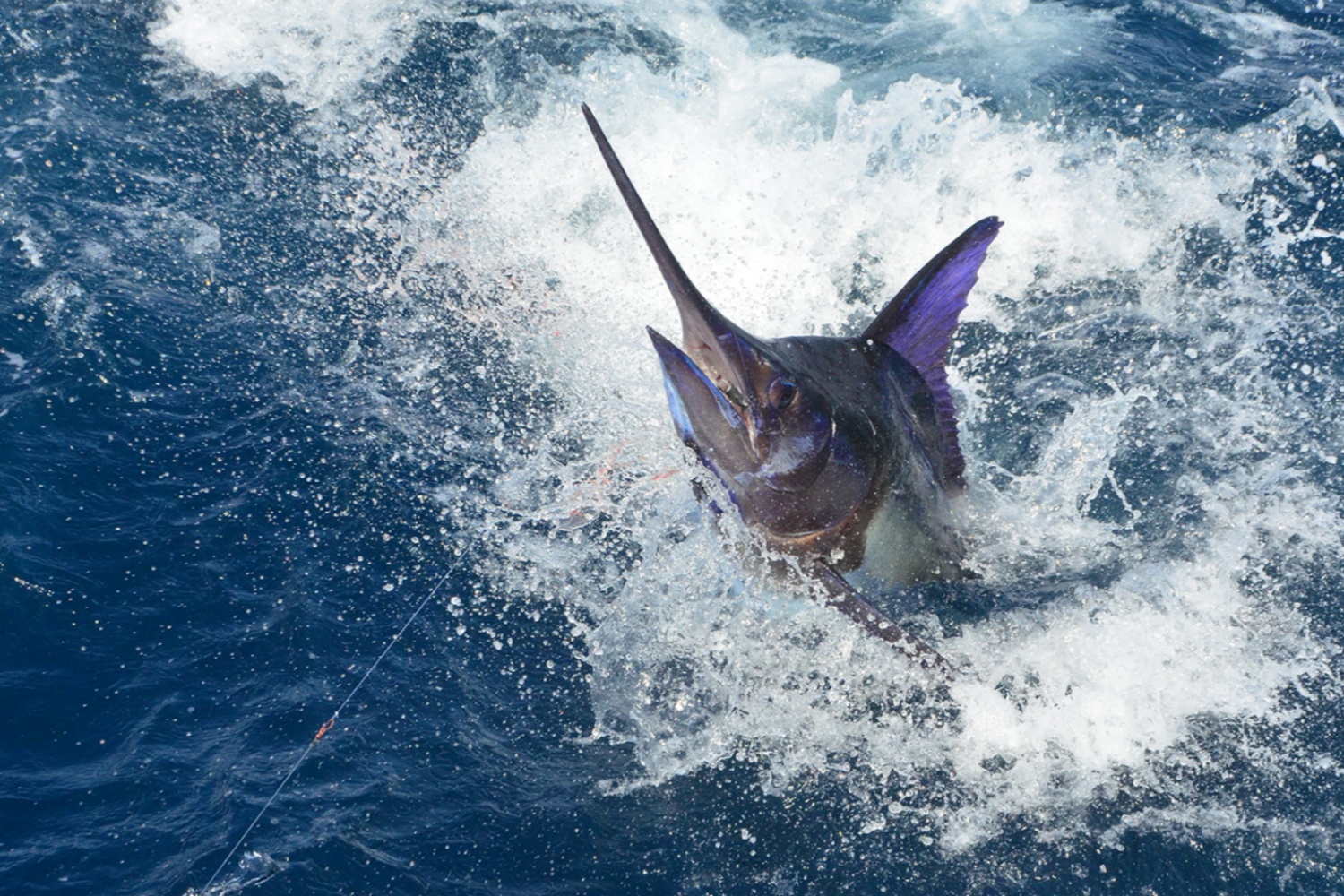 Best Fish