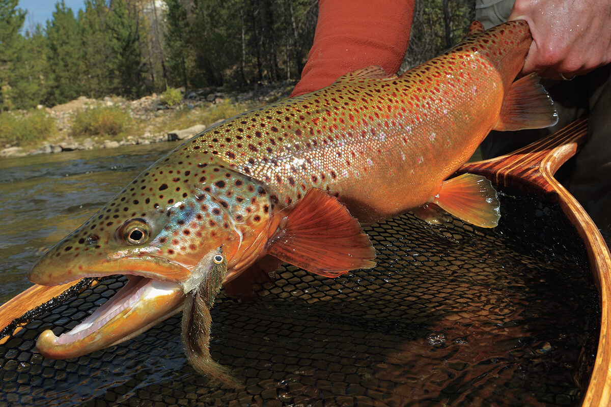 CannibalTrout-HERO-1200x800-1