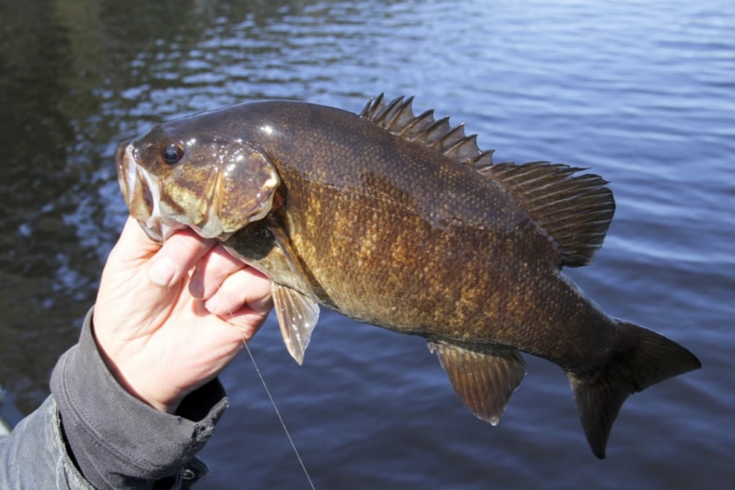 Mastering-Bass-Fishing2