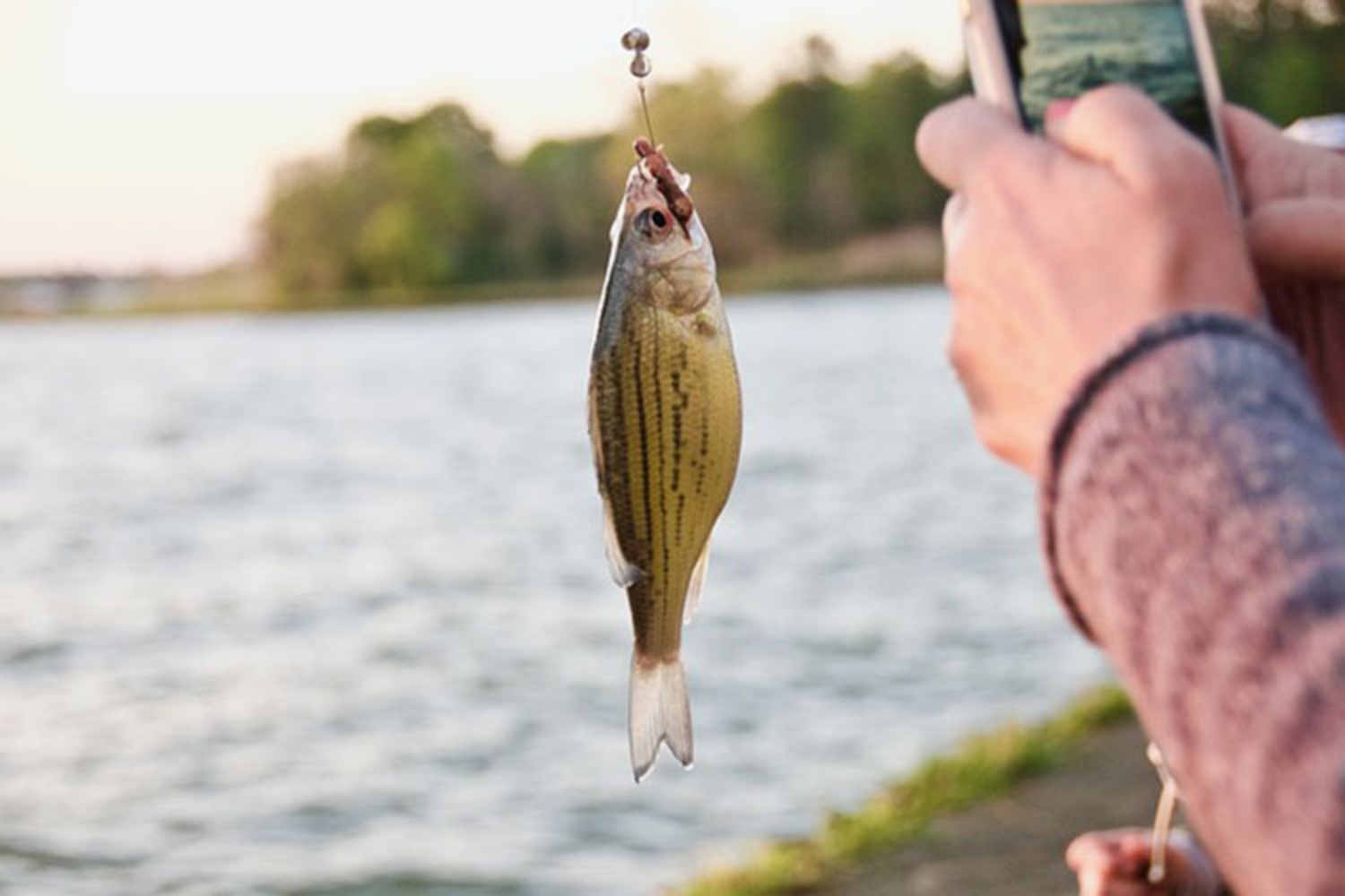 best-live-bait-for-freshwater-fishing