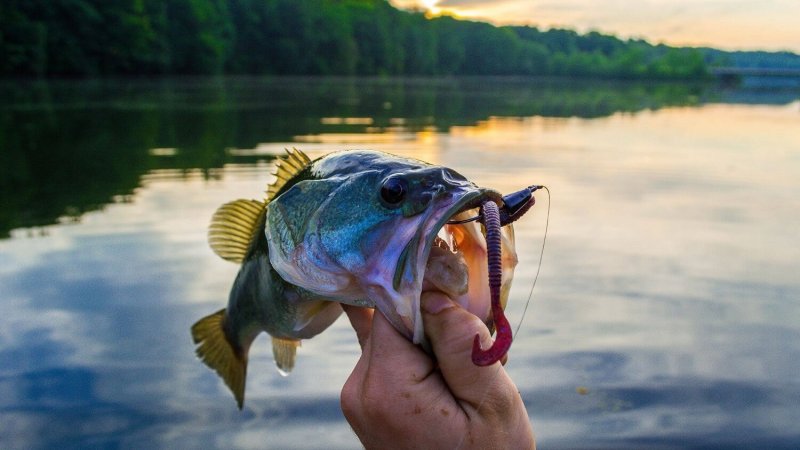 fbdffddf-types-of-fish-800x450-1