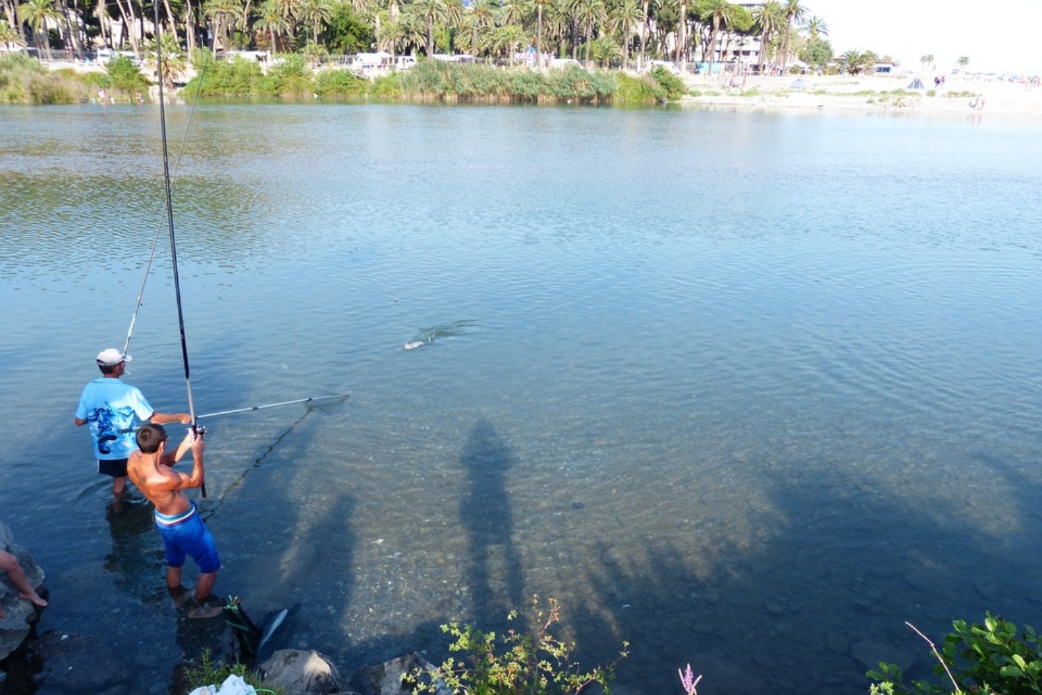 fish-