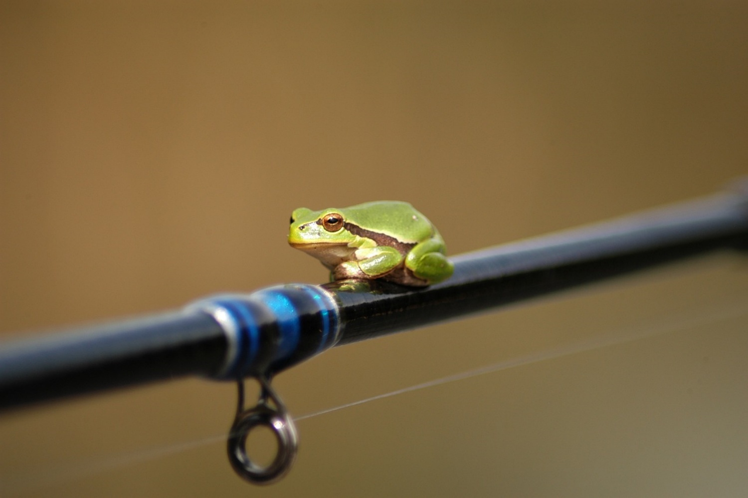 tree-frog-5487464_1280