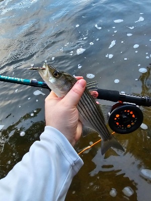 Martin Complete Fly Fishing Kit