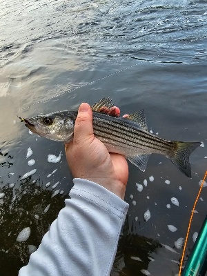 Martin Complete Fly Fishing Kit